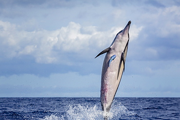 Hawaiian spinner dolphin (Stenella longirostris), AuAu Channel, Maui, Hawaii, United States of America, Pacific 