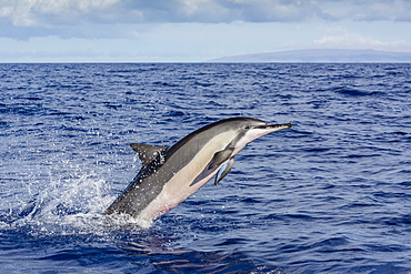 Hawaiian spinner dolphin (Stenella longirostris), AuAu Channel, Maui, Hawaii, United States of America, Pacific 