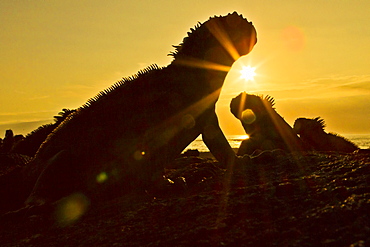 Galapagos marine iguana (Amblyrhynchus cristatus), Fernandina Island, Galapagos Islands, UNESCO World Heritage Site, Ecuador, South America