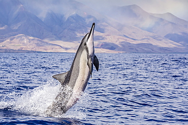 Hawaiian spinner dolphin (Stenella longirostris), AuAu Channel, Maui, Hawaii, United States of America, Pacific 