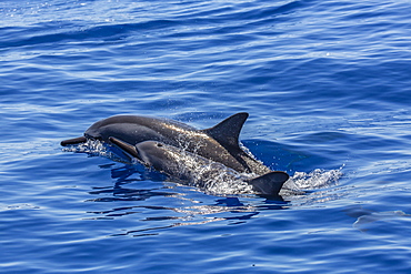 Hawaiian spinner dolphins (Stenella longirostris), AuAu Channel, Maui, Hawaii, United States of America, Pacific 