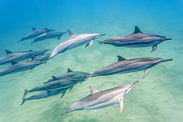 Hawaiian spinner dolphins (Stenella longirostris), AuAu Channel, Maui, Hawaii, United States of America, Pacific