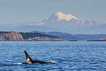 Resident killer whale bull, Orcinus orca, Cattle Pass, San Juan Island, Washington, United States of America, North America