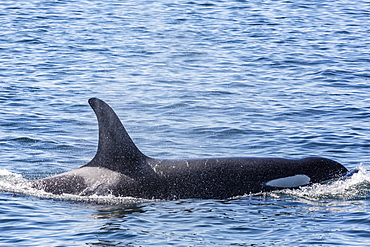 Resident killer whale, Orcinus orca, Cattle Pass, San Juan Island, Washington, United States of America, North America