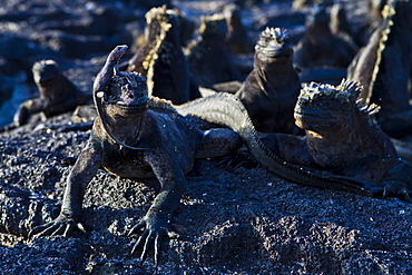 Galapagos marine iguanas (Amblyrhynchus cristatus), Fernandina Island, Galapagos Islands, UNESCO World Heritage Site, Ecuador, South America