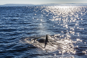 Resident killer whale, Orcinus orca, Cattle Pass, San Juan Island, Washington, United States of America, North America