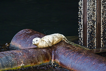 Baby harbour seal, Phoca vitulina, downtown docks, Seattle, Washington, United States of America, North America