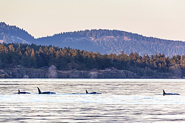 Transient killer whales (Orcinus orca), Haro Strait, Saturna Island, British Columbia, Canada, North America