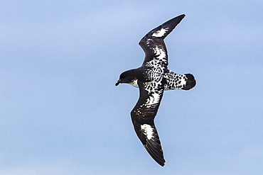 Adult cape (pintado) petrel (Daption capense) in flight, Drake Passage, Antarctica, Southern Ocean, Polar Regions