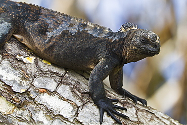 Galapagos marine iguana (Amblyrhynchus cristatus), Puerto Ayora, Santa Cruz Island, Galapagos Islands, Ecuador, South America