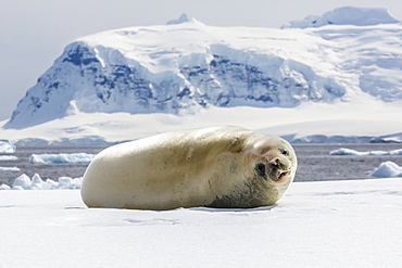 Adult crabeater seal (Lobodon carcinophaga), Cuverville Island, near the Antarctic Peninsula, Southern Ocean, Polar Regions