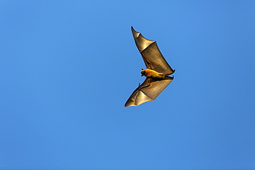 Flying Fox, Pteropus rufus, Berenty Reserve, Madagascar, Africa