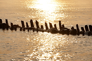 Old groynes in Kuehlungsborn West at sunrise, Seaside resort of Kuehlungsborn, Mecklenburg-Western Pomerania, Germany