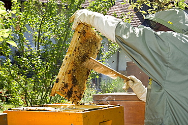 Beekeeper with honeycombs, Freiburg im Breisgau, Black Forest, Baden-Wuerttemberg, Germany