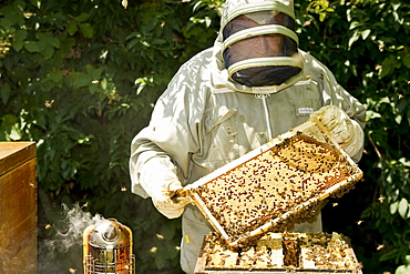 Beekeeper with honeycombs, Freiburg im Breisgau, Black Forest, Baden-Wuerttemberg, Germany