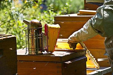 Beekeeper with smoker at wooden beehives, Freiburg im Breisgau, Black Forest, Baden-Wuerttemberg, Germany