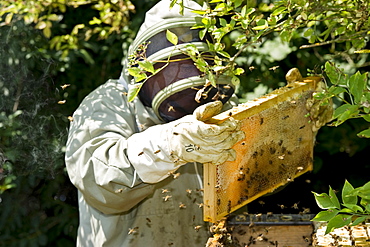 Beekeeper and honeycombs, Freiburg im Breisgau, Black Forest, Baden-Wuerttemberg, Germany