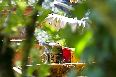 Beekeeper with smoker at wooden beehives, Freiburg im Breisgau, Black Forest, Baden-Wuerttemberg, Germany