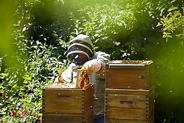 Beekeeper and wooden beehives, Freiburg im Breisgau, Black Forest, Baden-Wuerttemberg, Germany