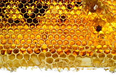 Honeycombs, Freiburg im Breisgau, Black Forest, Baden-Wuerttemberg, Germany