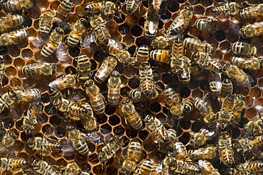 Bees on honeycombs, Freiburg im Breisgau, Baden-Wuerttemberg, Germany