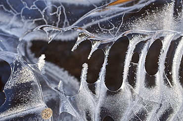 Bizarre ice form in the shape of teeth in a skull in a puddle in the woods, Hesse, Germany