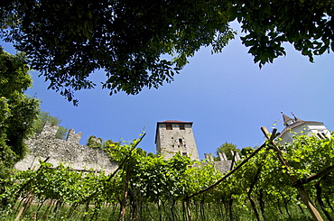 Walls of the fortress of Branzoli above Chiusa Klausen and vines, Val diÂ´Isarco, Dolomite Alps, South Tyrol, Upper Adige, Italy