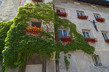 Parthenocissus tricuspidata climbing up a house wall, with germaniums in the window boxes, Bressone, Val diÂ´Isarco, Dolomite Alps, South Tyrol, Upper Adige, Italy