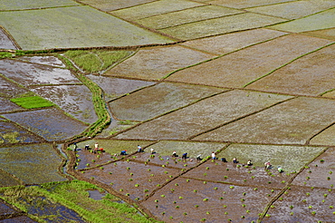 Rice fields in the shape of a spiders web, near Ruteng, west of Flores, East Nusa Tenggara, Lesser Sunda Islands, Indonesia, Southeast Asia, Asia