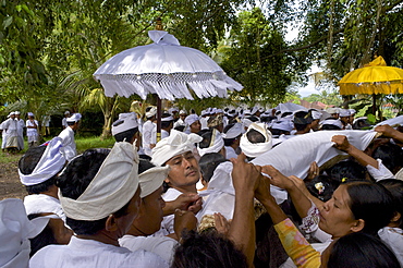 Balinese people carrying a symbolic corpse around a huge Banyan tree, Ritual for the relief of the soul, Mengwi, Bali, Indonesia