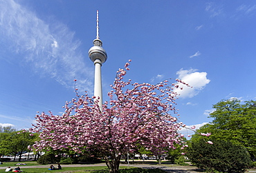 Cherry blossom at Alexanderplatz square, Berlin, Germany