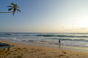 Palm tree over the beach, lonesome person on the beach in the evening, Hikkaduwa, Southwest coast Sri Lanka