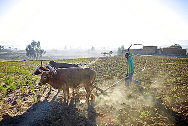 Farmer plowing a field, near Hawzien, Gheralta, Tigray Region, Ethiopia