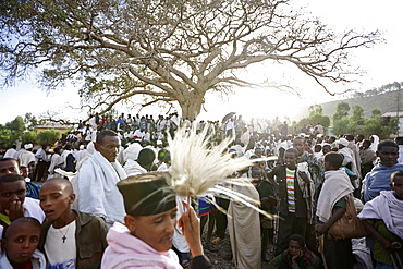 Group of believers around a meeting tree, priest with horsehair frond in foreground, Axum, Tigray Region, Ethiopia