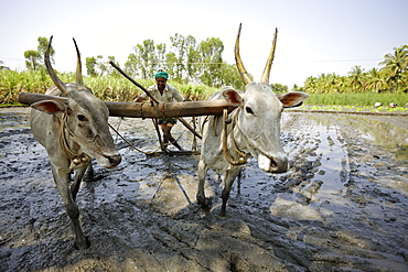 Ox plow on flooded rice field, Somanathapura, Karnataka, India