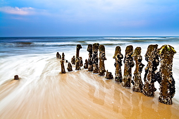 Groynes on the beach in the evening light, North Sea, Rantum, Sylt, Schleswig-Holstein, Germany