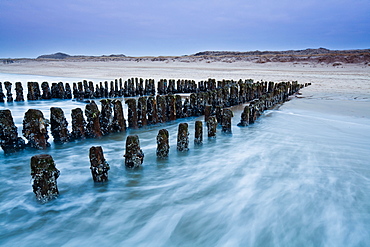 Groynes on the beach in the evening light, North Sea, Rantum, Sylt, Schleswig-Holstein, Germany