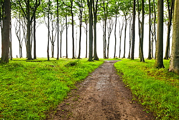 Ghost Forest, Gespensterwald, Baltic Sea, Nienhagen, Mecklenburg-Vorpommern, Germany