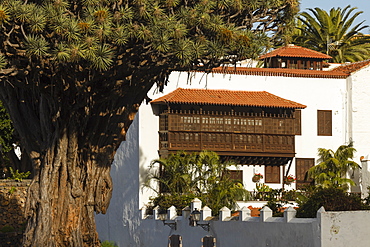 Drago Milenario, Thousand-Year-Old Dragon tree, ancient dragon tree, UNESCO World Heritage Site, Icod de los Vinos, Tenerife, Canary Islands, Spain, Europe