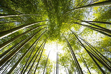 Bamboo forest, Villa Carlotta gardens, Tremezzo, Lake Como, Lago di Como, Province of Como, Lombardy, Italy