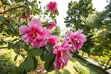 Camellia, Camellia japonica in Villa Carlotta gardens, Tremezzo, Lake Como, Lago di Como, Province of Como, Lombardy, Italy