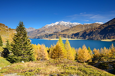 Golden larches in front of Lake Sils with the village of Isola and Piz Corvatsch (3451 m), Engadin, Grisons, Switzerland