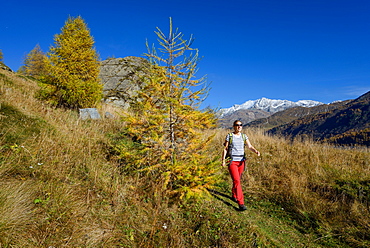 Woman hiking above Lake Sils with Piz Corvatsch (3451 m) in the background, Engadin, Grisons, Switzerland