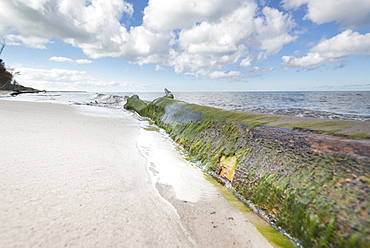 Mossy tree trunk lies on the western beach, Western Pomerania Lagoon Area National Park, West beach, Fischland-Darss-Zingst, Mec