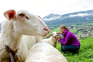 Woman petting a sheep, Chiemgau, Bavaria, Germany