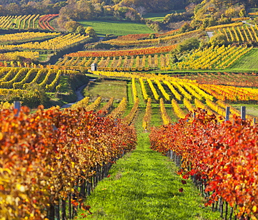 Autumnal vines, vineyards, Baden near Vienna, Southern Wiener Becken, Wienerwald, Lower Austria, Austria