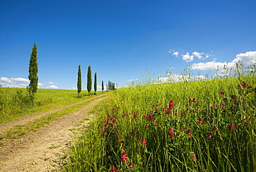 cypress trees, near San Quirico d`Orcia, Val d`Orcia, province of Siena, Tuscany, Italy, UNESCO World Heritage