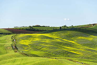 landscape, near San Quirico d`Orcia, Val d`Orcia, province of Siena, Tuscany, Italy, UNESCO World Heritage