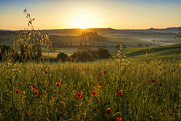 country residence and cypress trees at sunrise, near San Quirico d`Orcia, Val d`Orcia, province of Siena, Tuscany, Italy, UNESCO