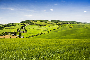 cypress trees, Monticchiello, near Pienza, Val d`Orcia, province of Siena, Tuscany, Italy, UNESCO World Heritage